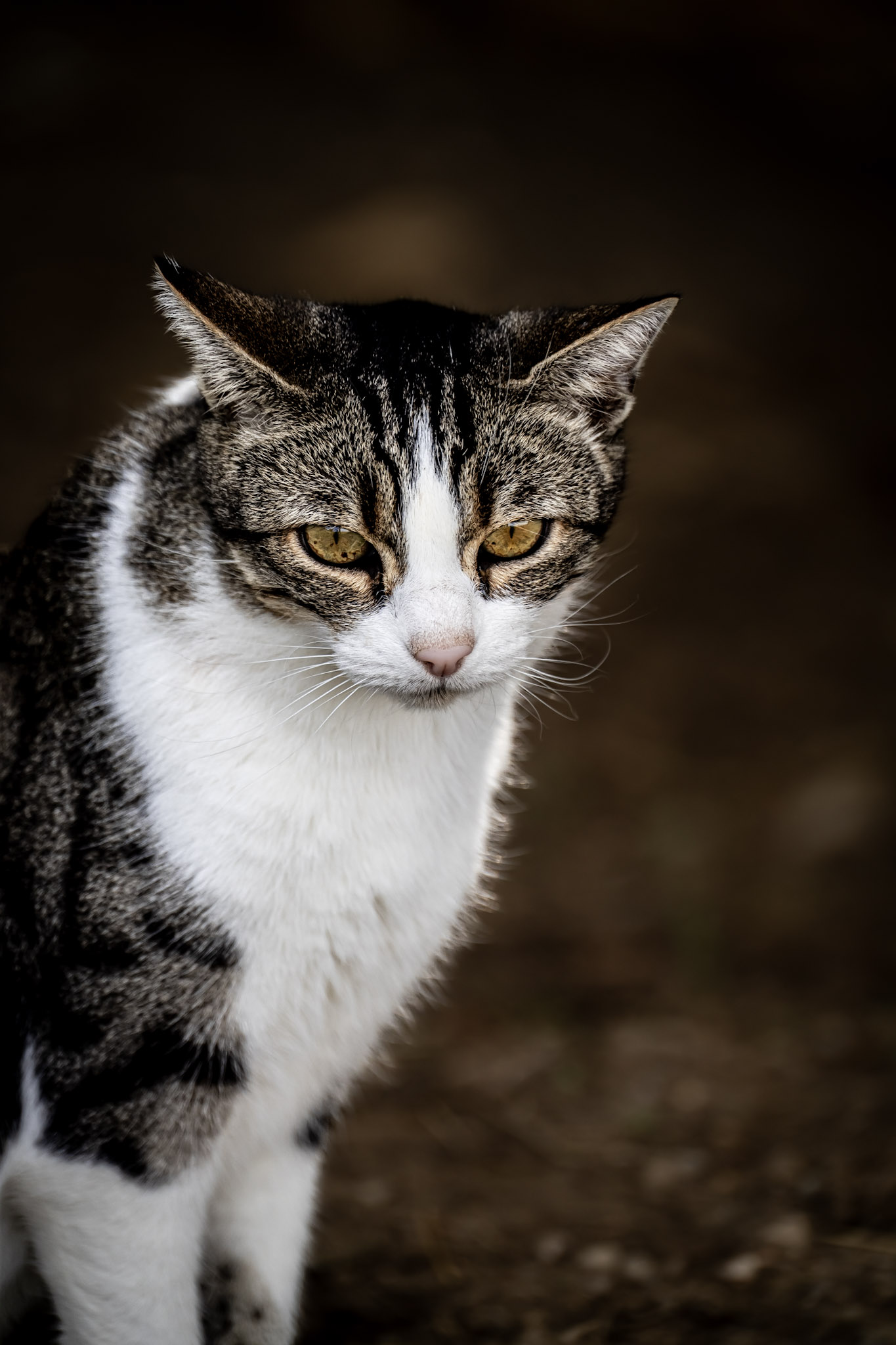 Un chat domestique à Paladru