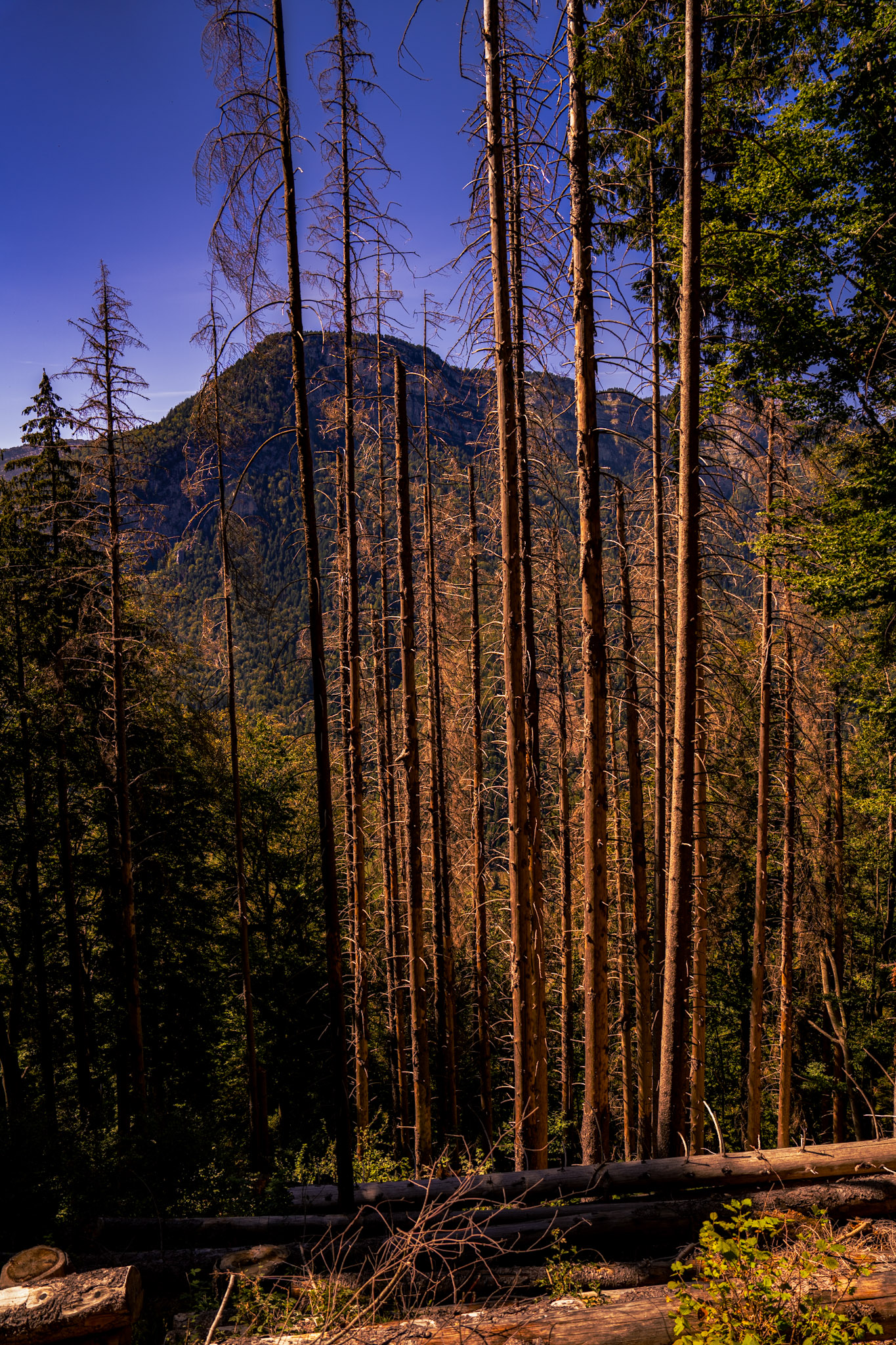 Un ensemble d’arbres au Pas du Roc