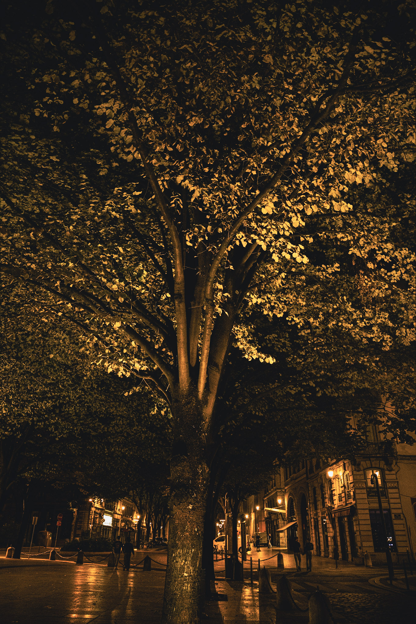 Arbre illuminé dans la vieille ville de Lyon